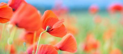 mohn.jpg
