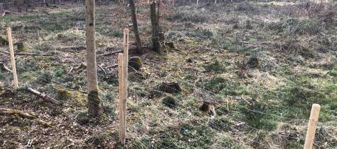 Tannenschonung-im-Tutzinger-Wald.jpg