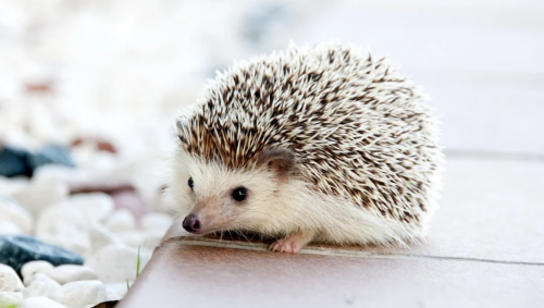 Igel-piuxabay.png