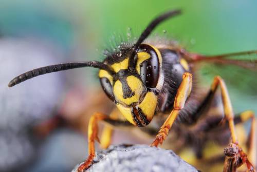 Bienen5.jpg
