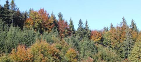 Waldrand-im-Herbstkleid.jpg