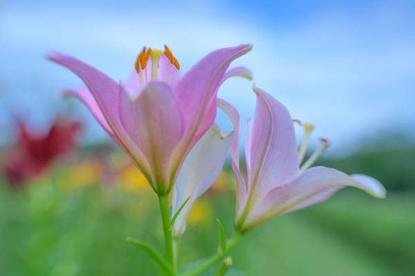 lily--1-von-1-.jpg