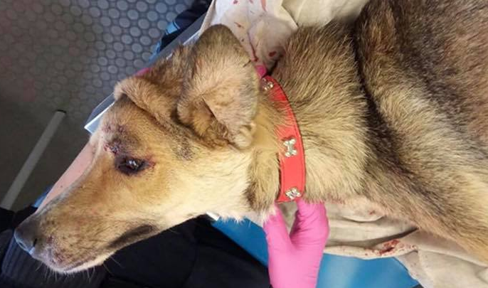 Tierschutzverein sucht intensiv Hundebesitzer Tutzing VorOrt News