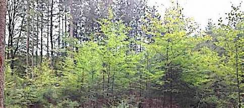 Wald-F-Martin-Lau-er.jpg