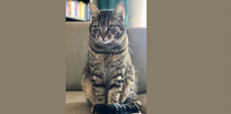 Katze.png