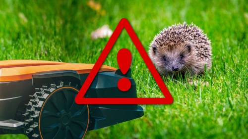 Igel-M-hroboter-F-Bayer-StM-f-rUmwelt-u-Verbraucherschutz.jpg