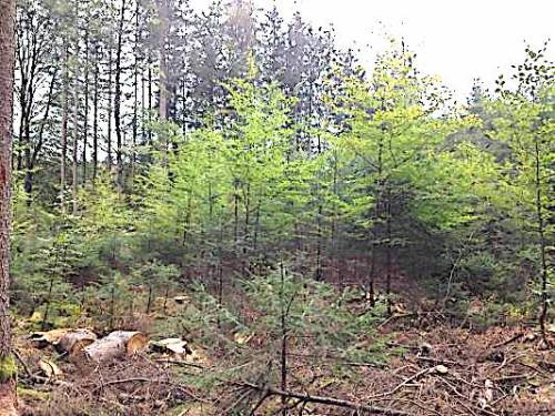 Wald-F-Martin-Lau-er.jpg