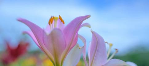 lily--1-von-1-.jpg