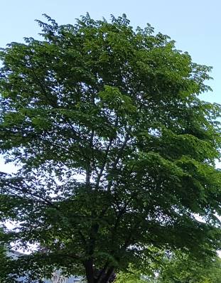 Baum1.jpg