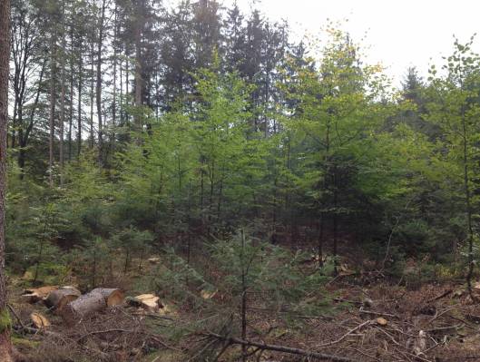 Wald-im-Umbruch.JPG